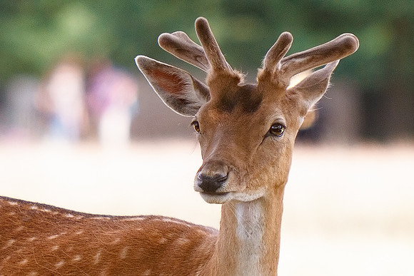 Deer in Richmond Park