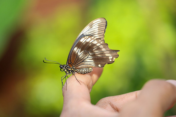 Green-banded Swallowtail (Papilio nireus), female