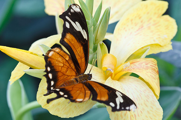 Tiger Leafwing (Consul fabius)