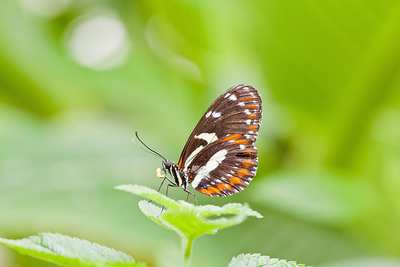 Heliconius cydno