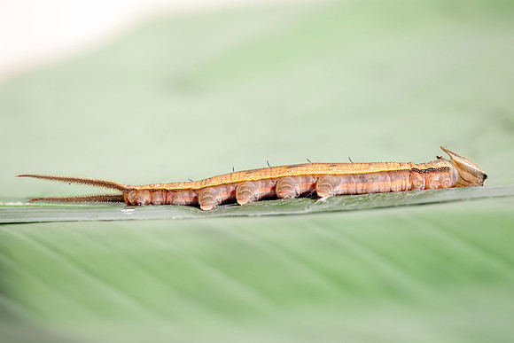 Purple Mort Bleu (Owl) caterpillar
