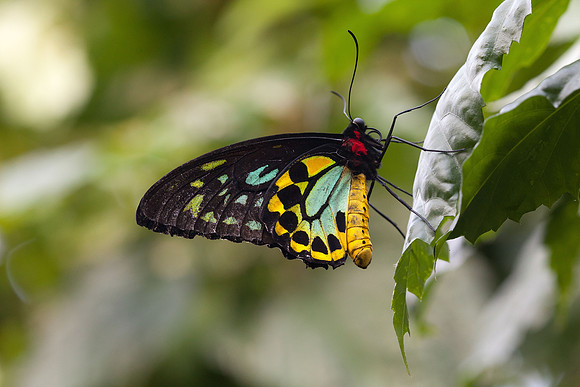 Cairns Birdwing, Male (Ornithoptera euphorion)