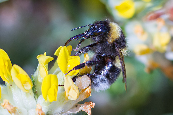 Bumble Bee