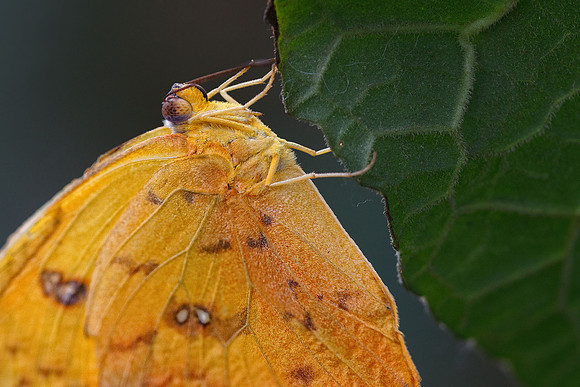 Cloudless Sulphur
(Phoebis sennae)