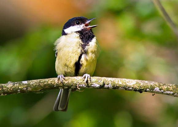 Great tit, (Parus major)