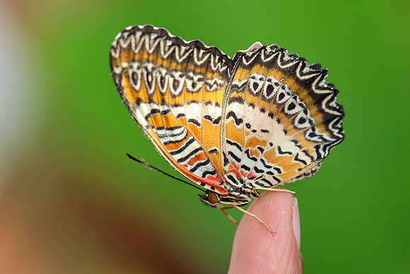 Cethosia biblis, common name Red Lacewing