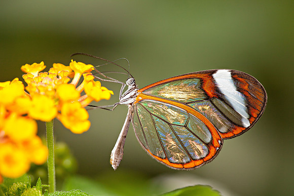 Glasswinged butterfly (Greta oto)