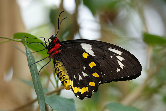 Cairns Birdwing, Female(Ornithoptera euphorion)
