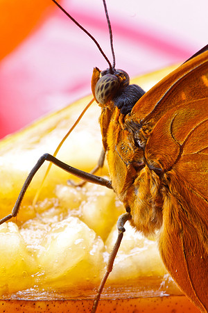 Archduke, Lexias dirtea Chrysalis