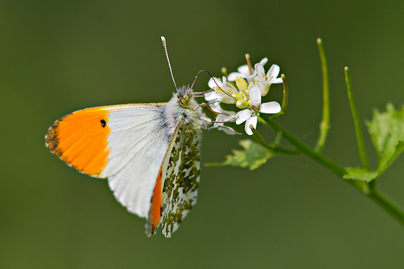 Orange tip, Anthocharis cardamines
