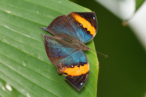 Orange Oakleaf or Dead Leaf (Kallima inachus)