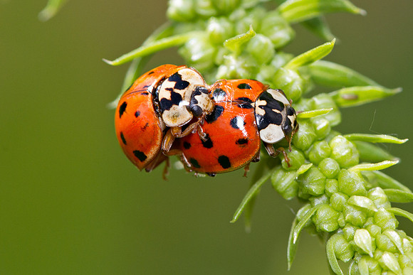 Harlequin Ladybird (Coccinellidae)
