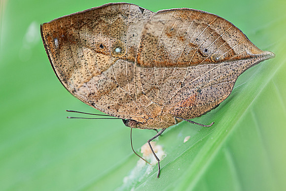 Orange Oakleaf or Dead Leaf (Kallima inachus)