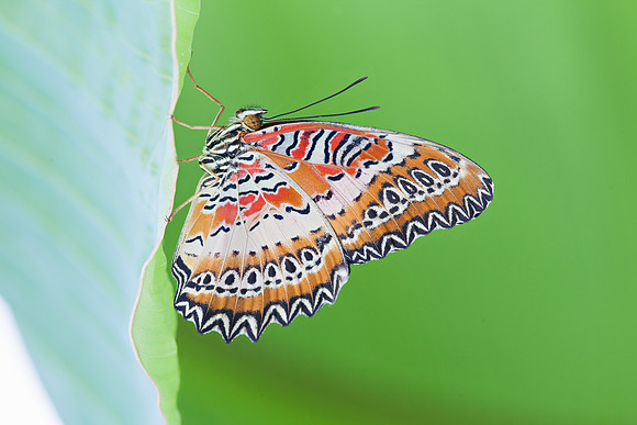 Red Lacewing, (Cethosia biblis)
