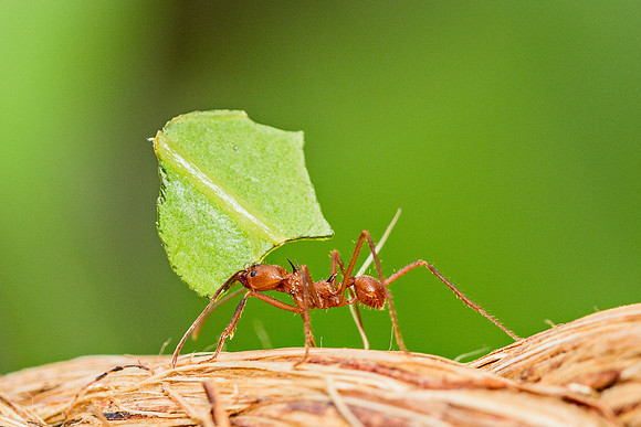 Leaf-cutter ants (Atta cephalotes)