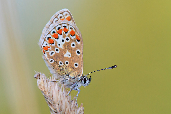 Common Blue (Polyommatus icarus)
