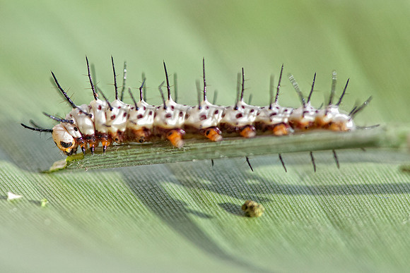 Zebra Long wing (Heliconius charitonius) caterpillar