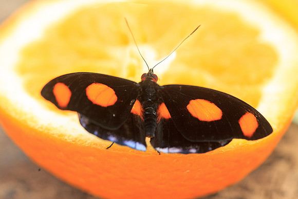 Blue-frosted Banner butterfly, male.(Catonephele numilia)