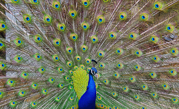 IMGP5397-Edit