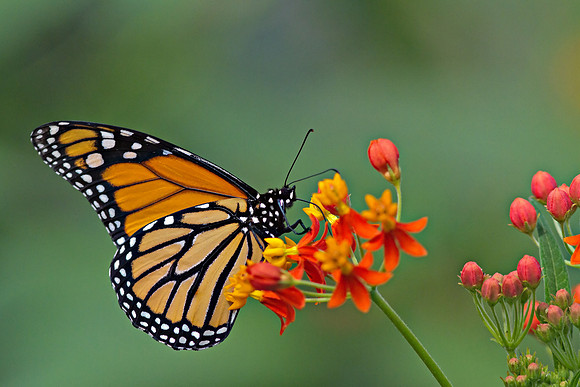 Monarch butterfly (Danaus plexippus)