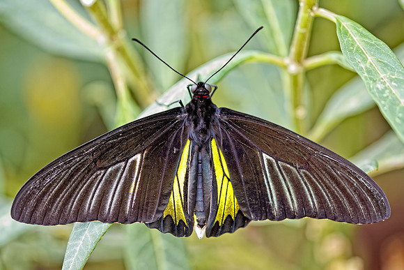 Golden Birdwing (Troides rhadamantus)