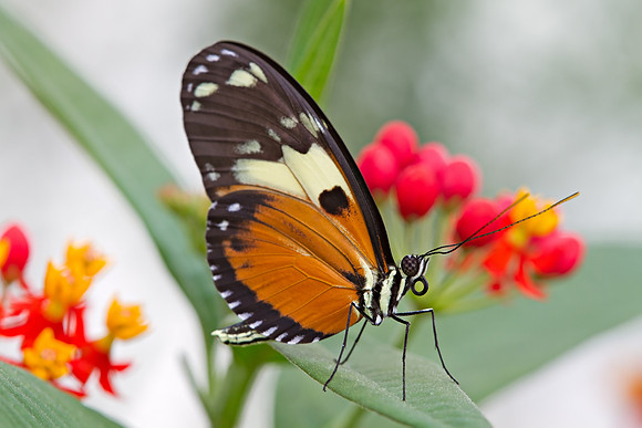 Heliconius hecale, Tiger longwing