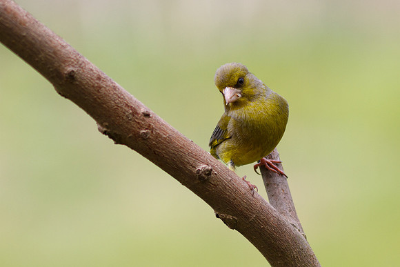 Greenfinch (Carduelis chloris)