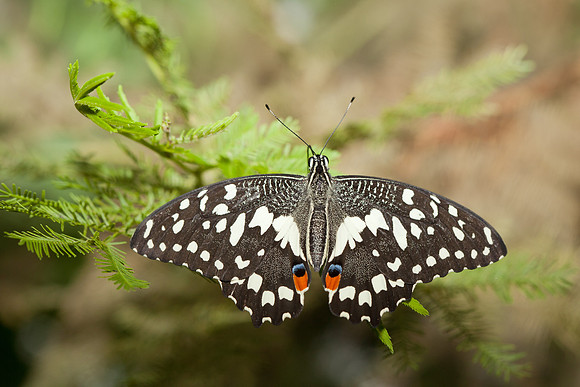 Tropical butterfly perched on a green plant