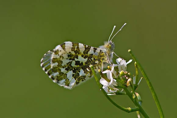 Orange tip, Anthocharis cardamines