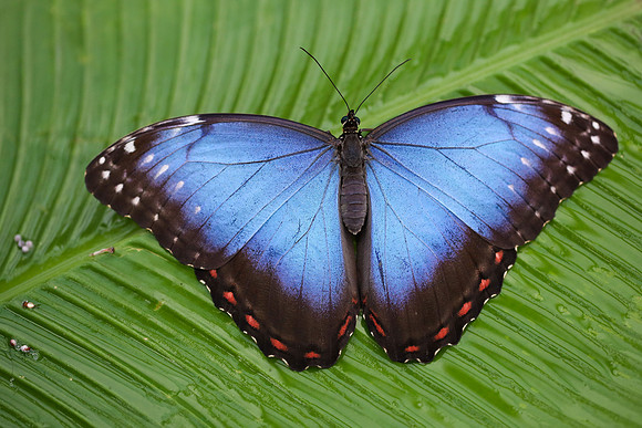 Blue Morpho Butterfly (Morpho peleides)