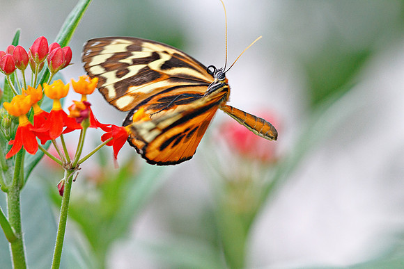Ismenius Tiger (Tiger Heliconian)