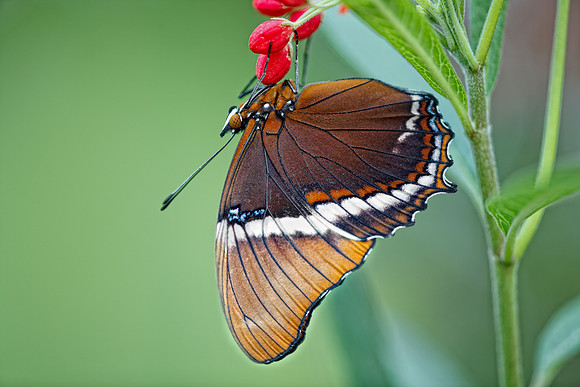 Rusty-tipped Page (Siproeta epaphus)