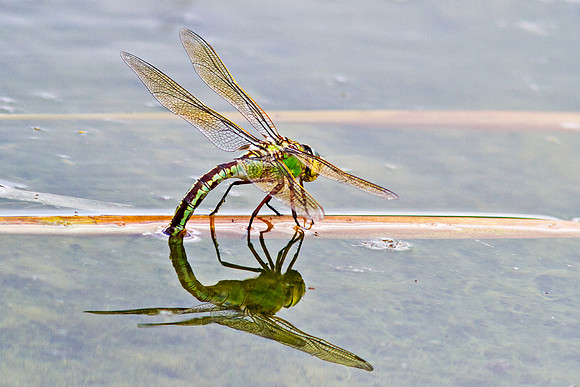 Emperor (dragonfly)