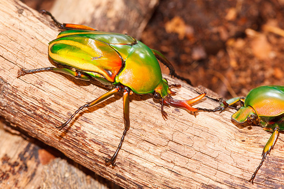Flower beetle (Eudicella schultzeorum pseudowoermanni)