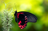 Scarlet Mormon (Papilio deiphobus rumanzovia) dorsal view