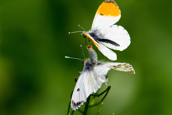 Orange tip, Anthocharis cardamines