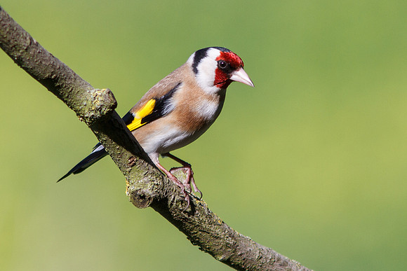 Goldfinch (Carduelis carduelis)