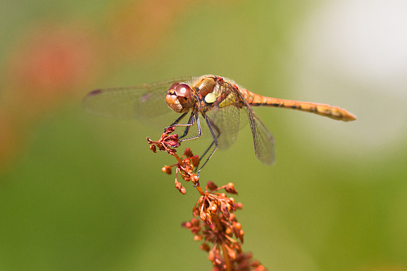 Red-veined Darter, (Sympetrum fonscolombii)
