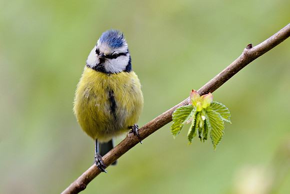 Blue Tit (Cyanistes caeruleus or Parus caeruleus)