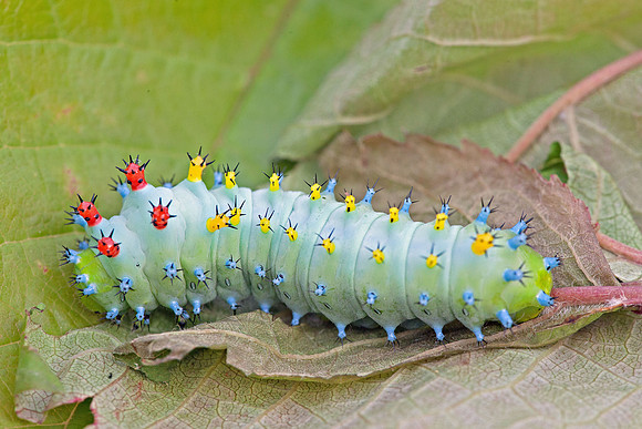 Cecropia Moth (Hyalophora cecropia)
