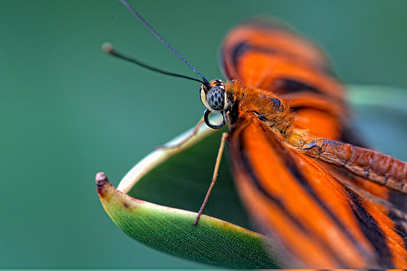Banded Orange (Dryadula phaetusa)