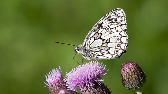 Marbled White (Melanargia galathea)