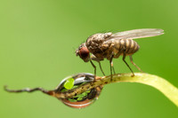 Fruit fly (Drosophila melanogaster) with a dew droplet on blade of grass