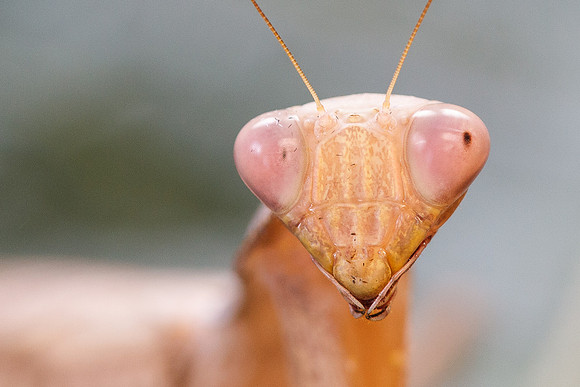 African Praying Mantis