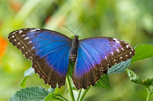 Blue Morpho (Morpho peleides)