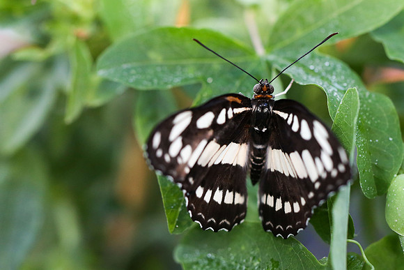 Common Sergeant (Athyma perius)