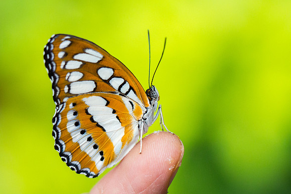 Common Sergeant (Athyma perius)