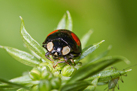 Harlequin Ladybird (Coccinellidae)