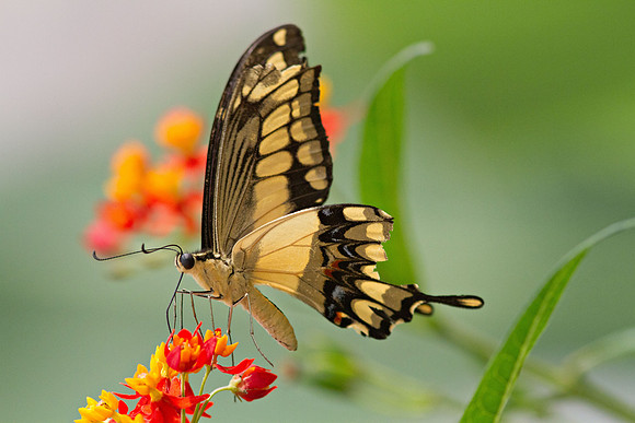 Giant Swallowtail (Papilio cresphontes)