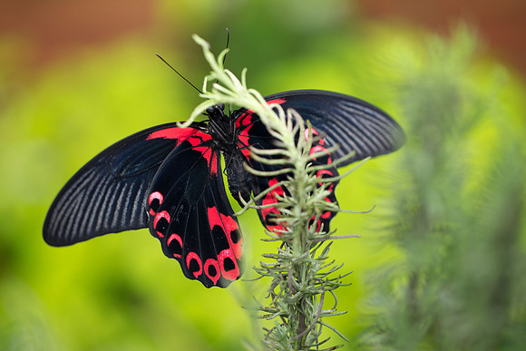 Scarlet Mormon (Papilio deiphobus rumanzovia)
